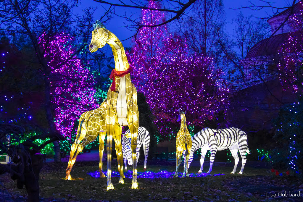Lighting up your Christmas at the zoo