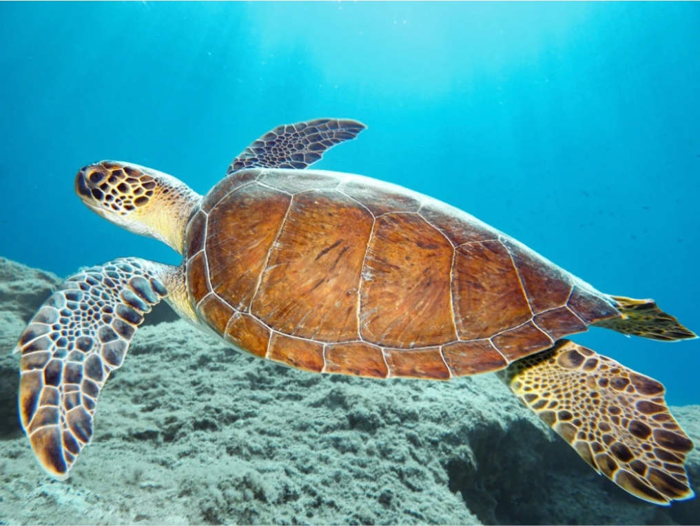 An image of the Green Sea Turtle swimming in the ocean.