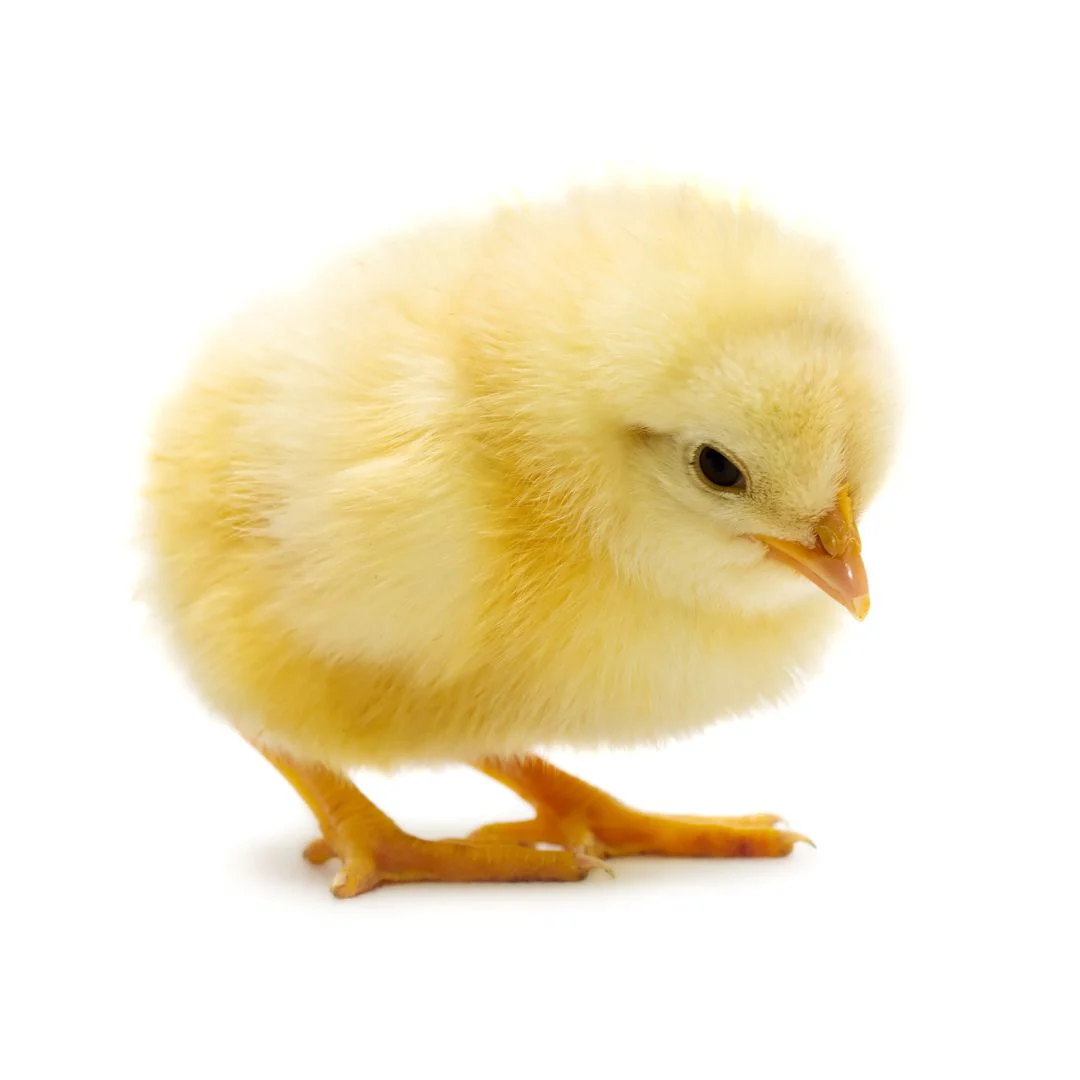 Are baby chicks smarter than we thought?
