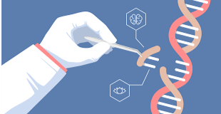 Genetic engineering is the direct manipulation of an organism’s DNA. Photo by Panuwat via Adobe Stock.
