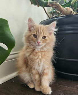 This picture is a photo of my cat, Spencer, and while he is not an ESA, he brings joy to my day whenever I see him.
